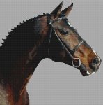 (image for) Galapard - Swedish Warmblood